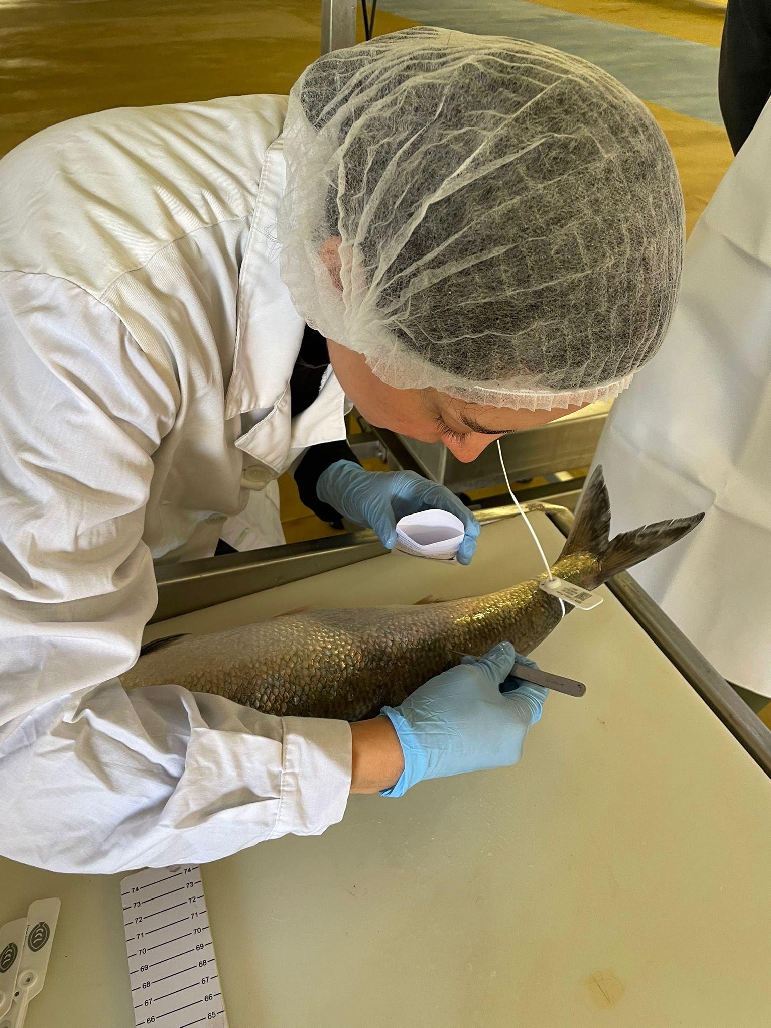 Shad sampling and tagging